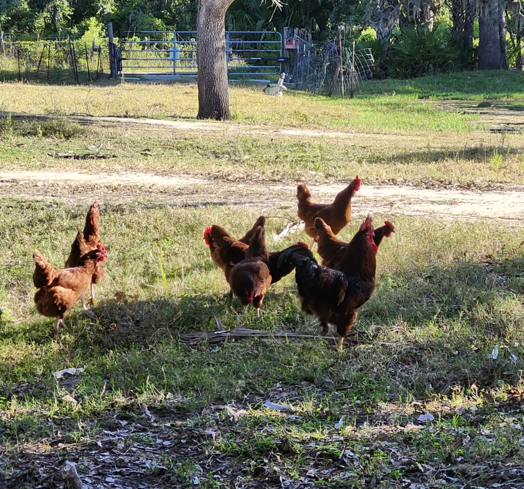 Living in the country with chickens