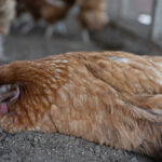 Chicken health sick chicken