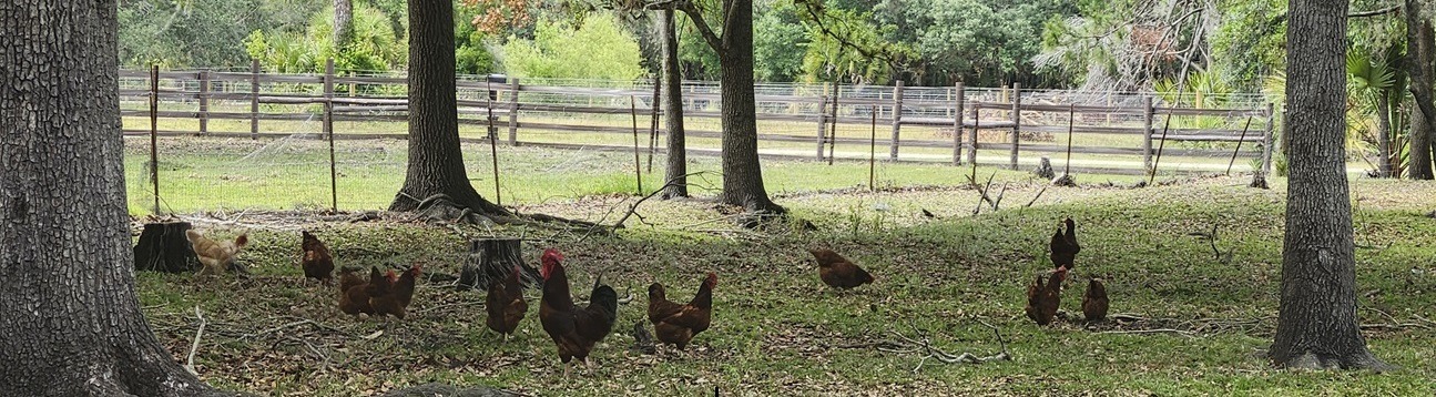 Pure Country Liv'n chickens