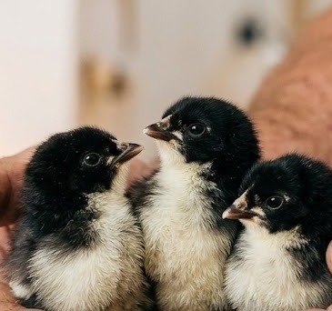 Australorp chicks in Arcadia, Florida