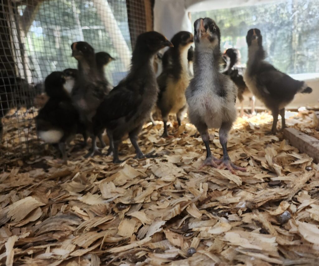 Australorp baby chicks